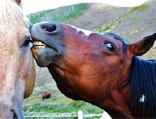 De Paardenfluisteraars